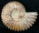 Heavy ( Wide) Mantelliceras Ammonite #12395-1